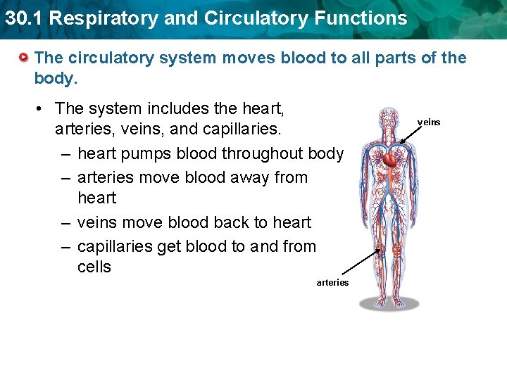 30. 1 Respiratory and Circulatory Functions The circulatory system moves blood to all parts 30. 1 Respiratory and Circulatory Functions The circulatory system moves blood to all parts