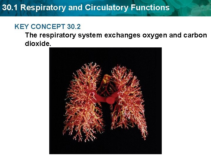 30. 1 Respiratory and Circulatory Functions KEY CONCEPT 30. 2 The respiratory system exchanges 30. 1 Respiratory and Circulatory Functions KEY CONCEPT 30. 2 The respiratory system exchanges
