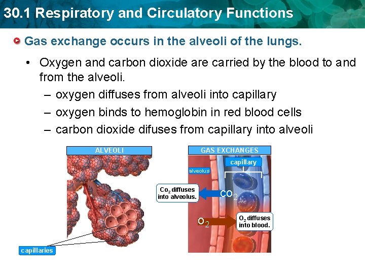 30. 1 Respiratory and Circulatory Functions Gas exchange occurs in the alveoli of the 30. 1 Respiratory and Circulatory Functions Gas exchange occurs in the alveoli of the