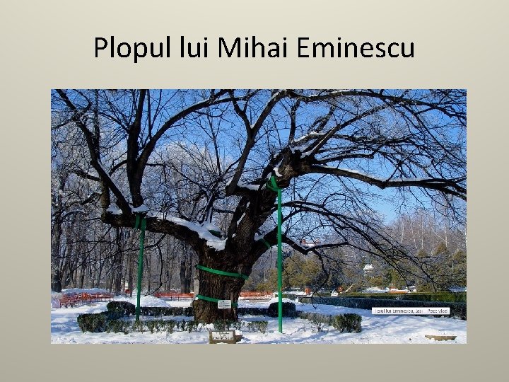 Plopul lui Mihai Eminescu 