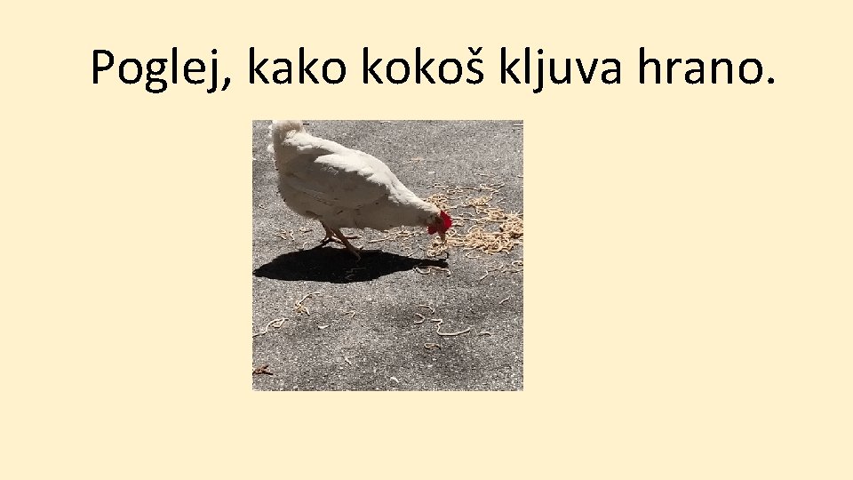 Poglej, kako kokoš kljuva hrano. 