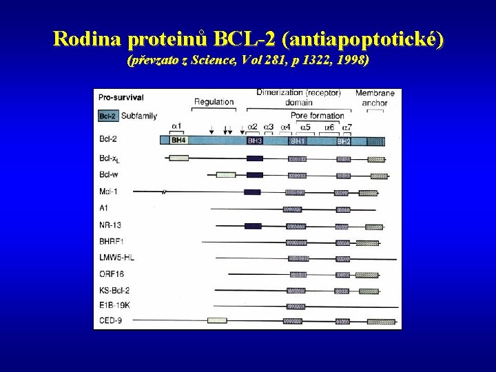 Rodina proteinů BCL-2 (antiapoptotické) (převzato z Science, Vol 281, p 1322, 1998) 