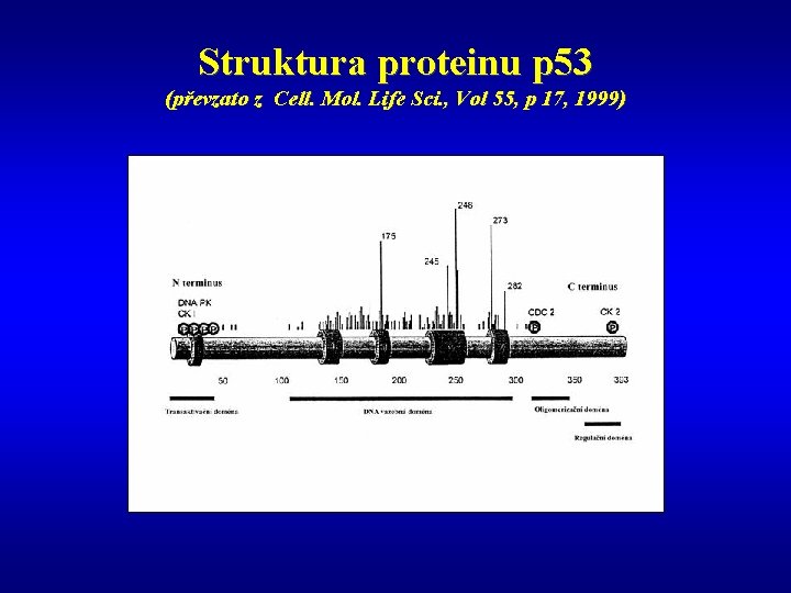 Struktura proteinu p 53 (převzato z Cell. Mol. Life Sci. , Vol 55, p