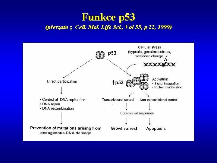 Funkce p 53 (převzato z Cell. Mol. Life Sci. , Vol 55, p 22,