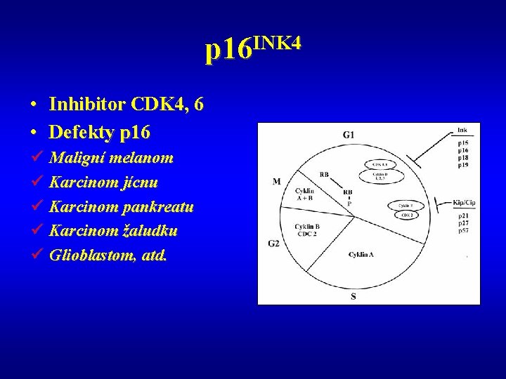 p 16 INK 4 • Inhibitor CDK 4, 6 • Defekty p 16 ü