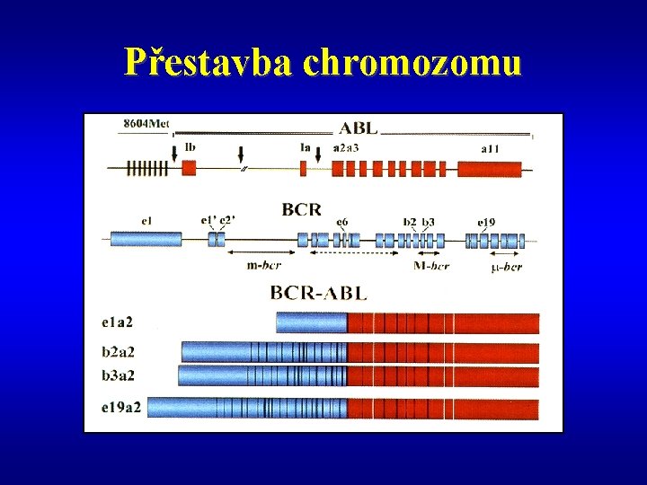 Přestavba chromozomu 