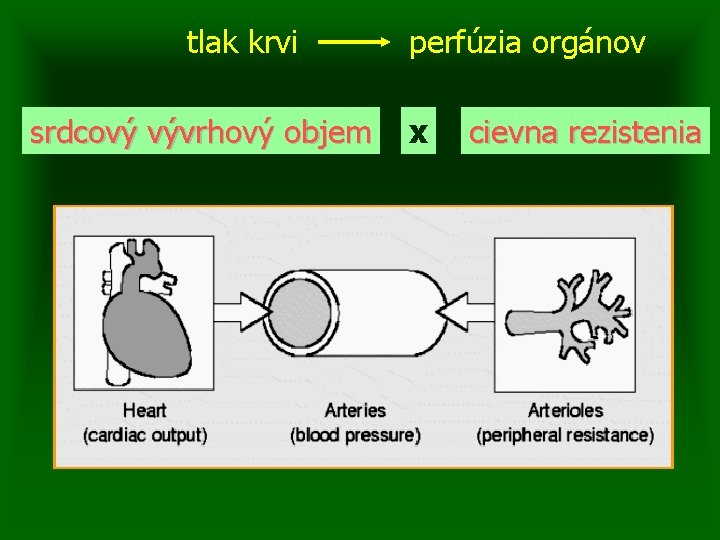 tlak krvi srdcový vývrhový objem perfúzia orgánov x cievna rezistenia 