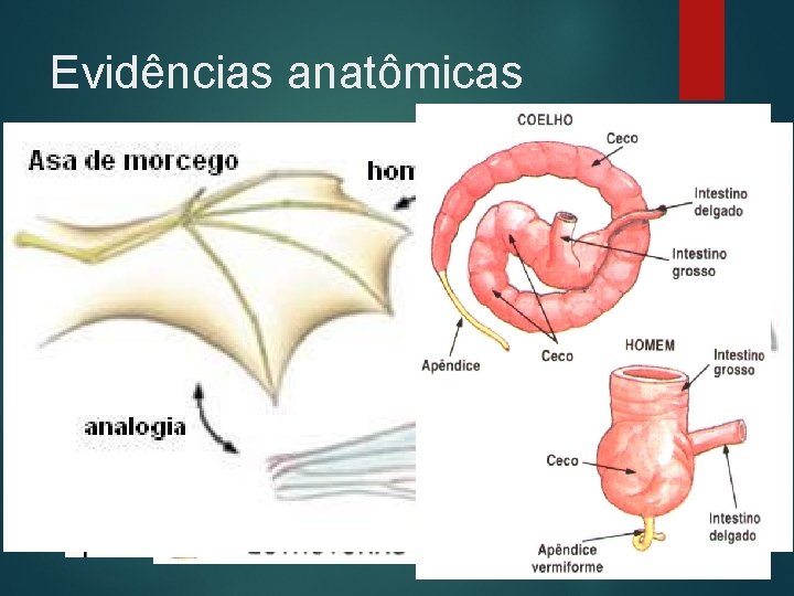 Evidências anatômicas Órgãos homólogos • Mesma origem embrionária, funções diferentes. Órgãos análogos • Diferentes