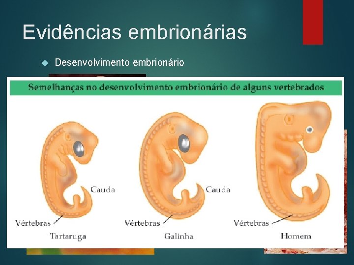 Evidências embrionárias Desenvolvimento embrionário 