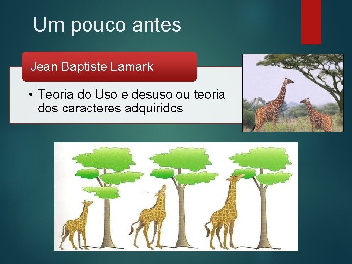 Um pouco antes Jean Baptiste Lamark • Teoria do Uso e desuso ou teoria