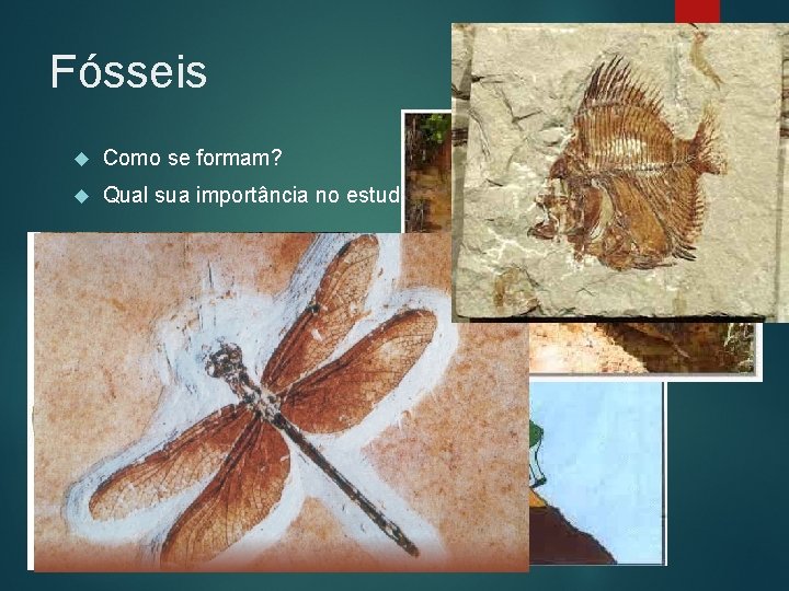 Fósseis Como se formam? Qual sua importância no estudo da evolução? 