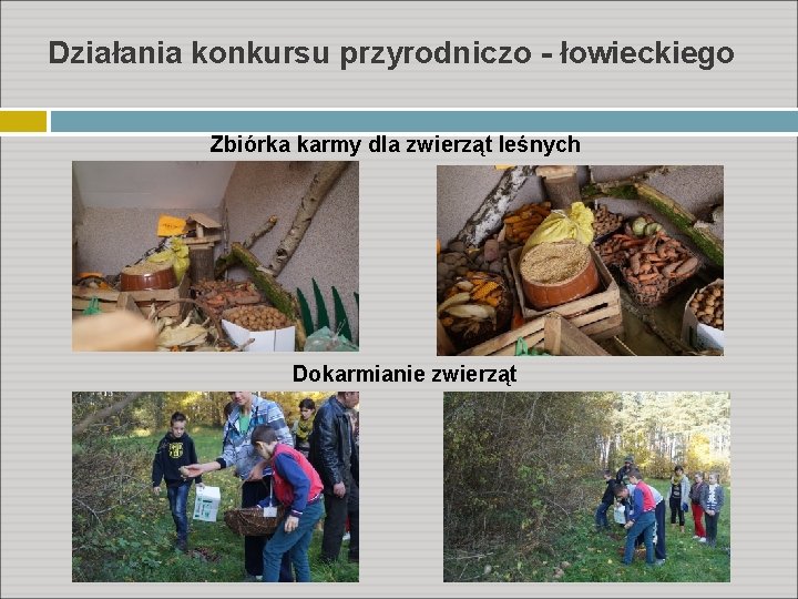 Działania konkursu przyrodniczo - łowieckiego Zbiórka karmy dla zwierząt leśnych Dokarmianie zwierząt 