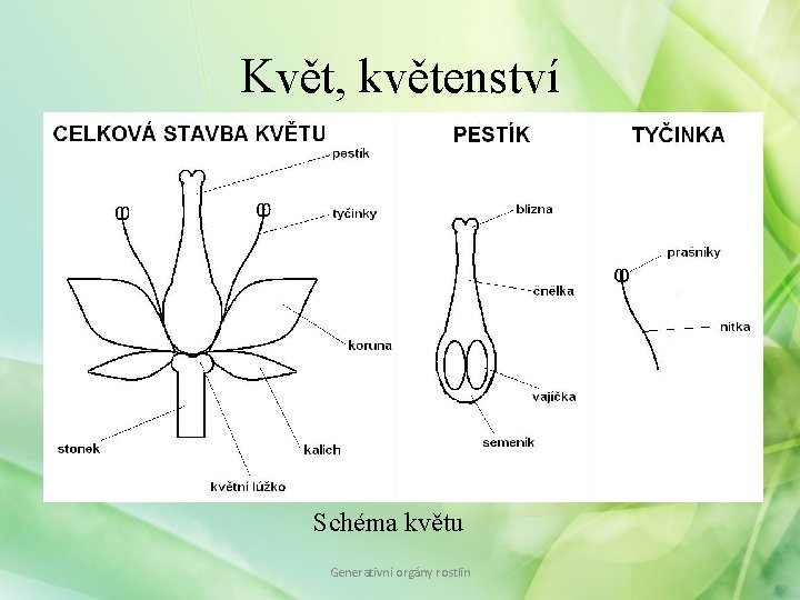 Květ, květenství Schéma květu Generativní orgány rostlin 