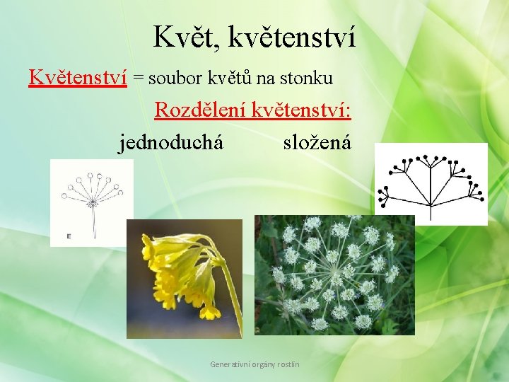 Květ, květenství Květenství = soubor květů na stonku Rozdělení květenství: jednoduchá složená Generativní orgány