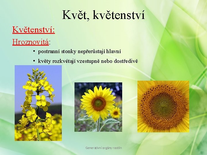 Květ, květenství Květenství: Hroznovitá: • postranní stonky nepřerůstají hlavní • květy rozkvétají vzestupně nebo