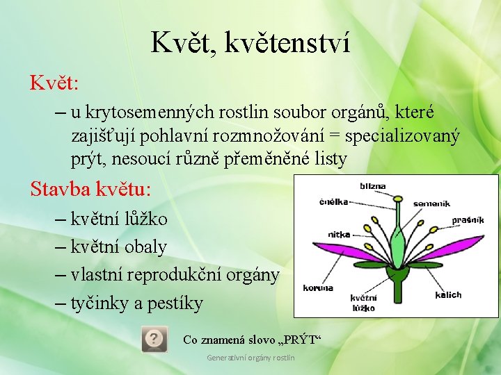 Květ, květenství Květ: – u krytosemenných rostlin soubor orgánů, které zajišťují pohlavní rozmnožování =