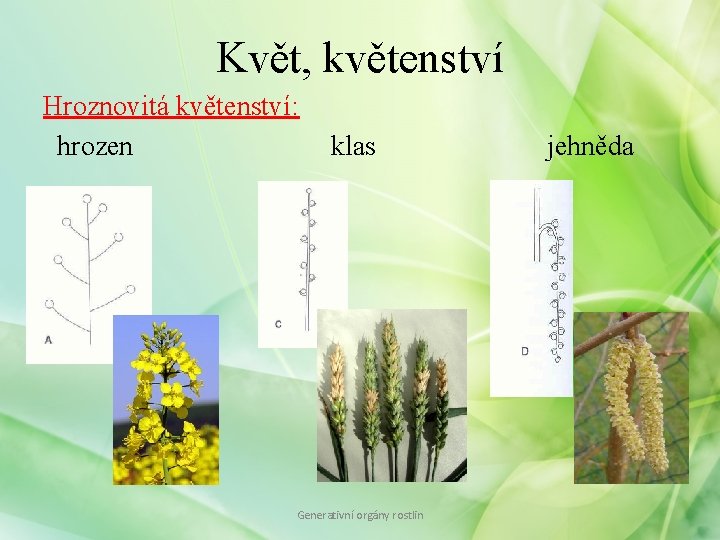 Květ, květenství Hroznovitá květenství: hrozen klas Generativní orgány rostlin jehněda 