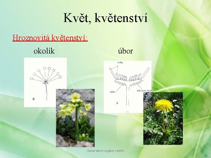 Květ, květenství Hroznovitá květenství: okolík úbor Generativní orgány rostlin 