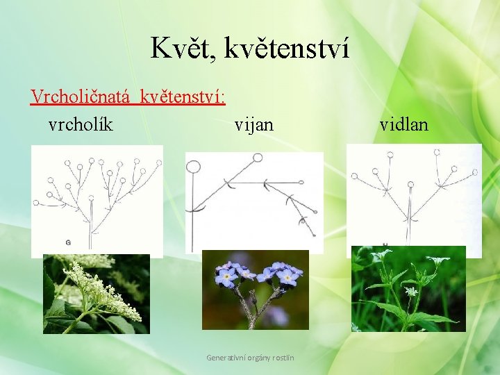 Květ, květenství Vrcholičnatá květenství: vrcholík vijan Generativní orgány rostlin vidlan 