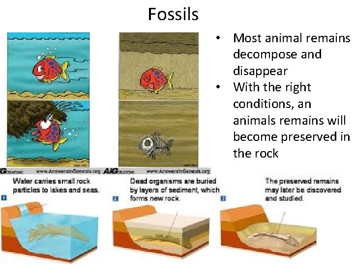 Fossils • Most animal remains decompose and disappear • With the right conditions, an