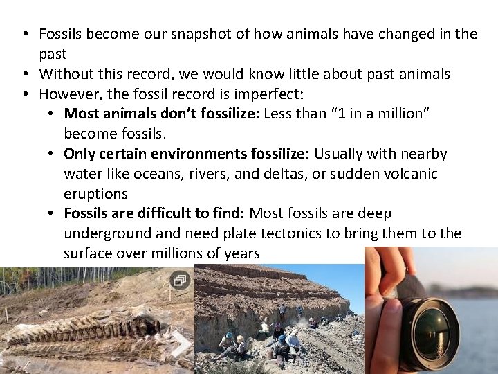 • Fossils become our snapshot of how animals have changed in the past