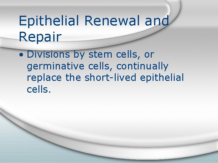 Epithelial Renewal and Repair • Divisions by stem cells, or germinative cells, continually replace