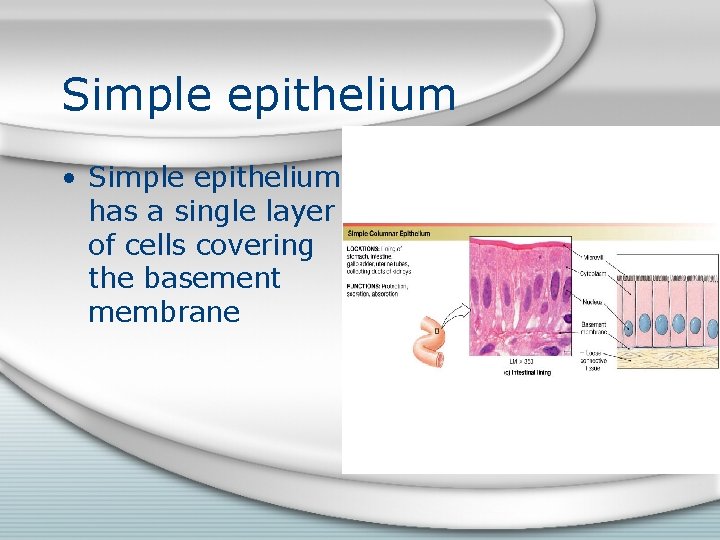 Simple epithelium • Simple epithelium has a single layer of cells covering the basement