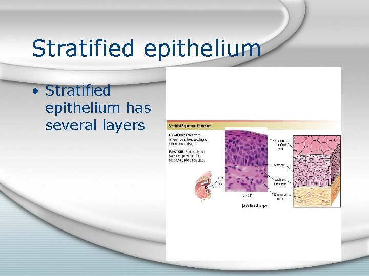 Stratified epithelium • Stratified epithelium has several layers 