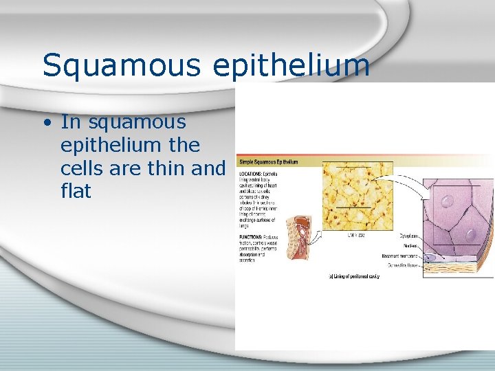 Squamous epithelium • In squamous epithelium the cells are thin and flat 