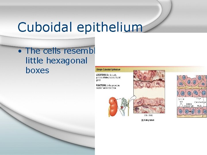 Cuboidal epithelium • The cells resemble little hexagonal boxes 