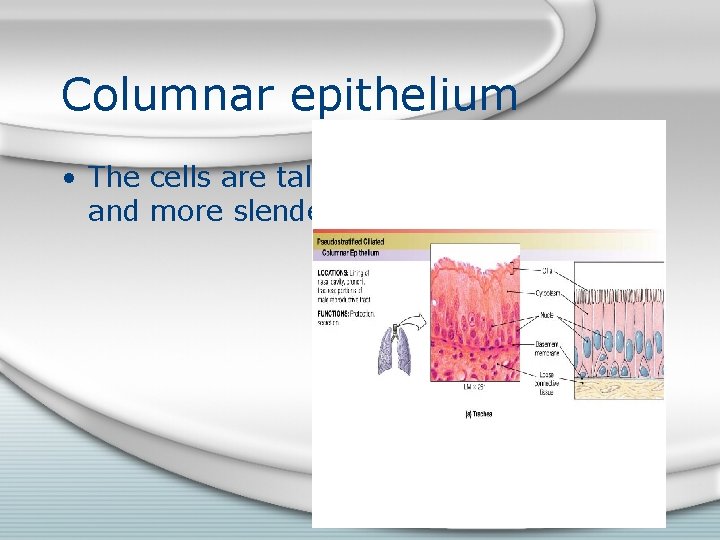 Columnar epithelium • The cells are taller and more slender. 
