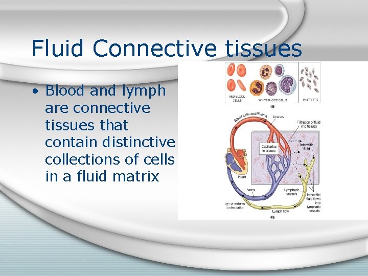 Fluid Connective tissues • Blood and lymph are connective tissues that contain distinctive collections