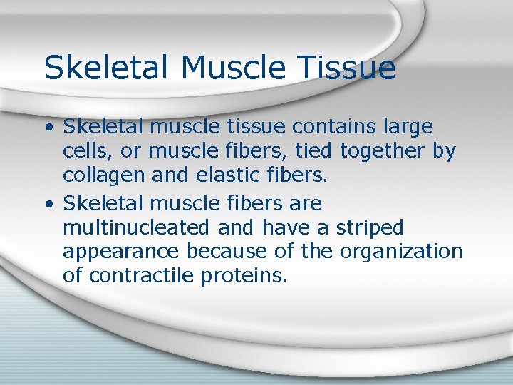 Skeletal Muscle Tissue • Skeletal muscle tissue contains large cells, or muscle fibers, tied