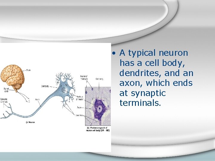  • A typical neuron has a cell body, dendrites, and an axon, which