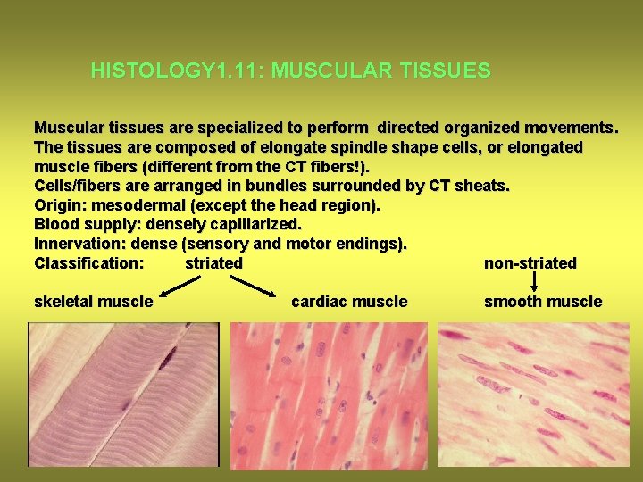 HISTOLOGY 1. 11: MUSCULAR TISSUES Muscular tissues are specialized to perform directed organized movements.