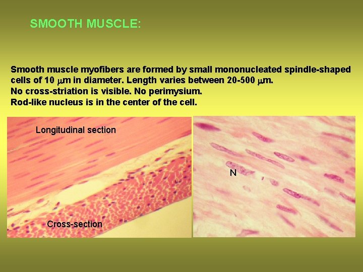 SMOOTH MUSCLE: Smooth muscle myofibers are formed by small mononucleated spindle-shaped cells of 10