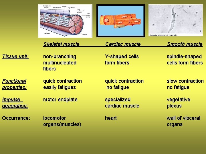 Skeletal muscle Cardiac muscle Smooth muscle Tissue unit: non-branching multinucleated fibers Y-shaped cells form