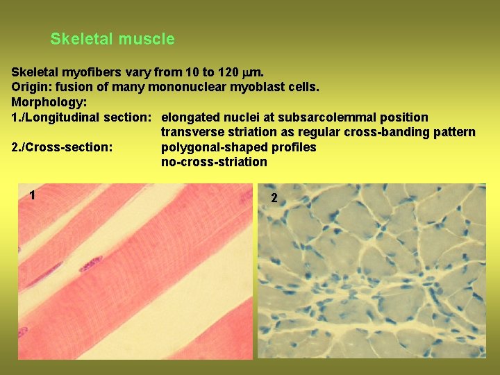 Skeletal muscle Skeletal myofibers vary from 10 to 120 mm. Origin: fusion of many