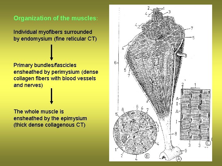 Organization of the muscles: Individual myofibers surrounded by endomysium (fine reticular CT) Primary bundles/fascicles