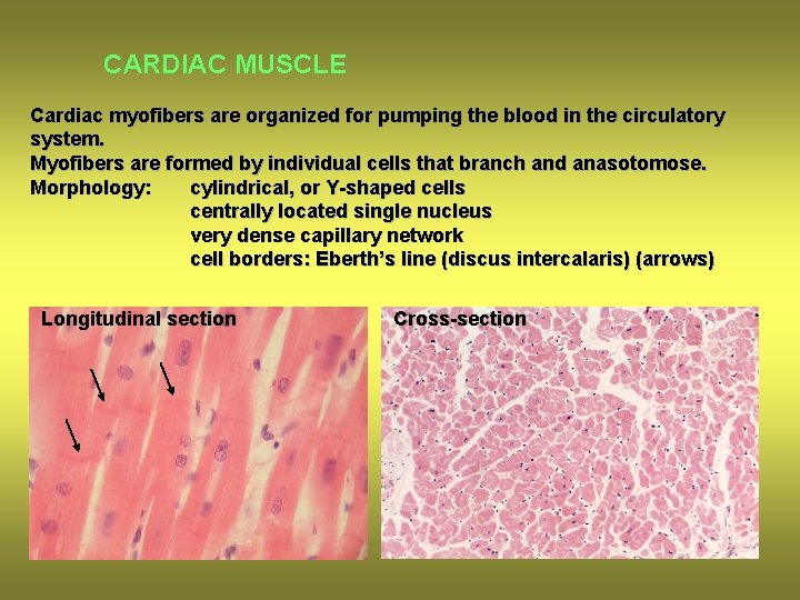 CARDIAC MUSCLE Cardiac myofibers are organized for pumping the blood in the circulatory system.