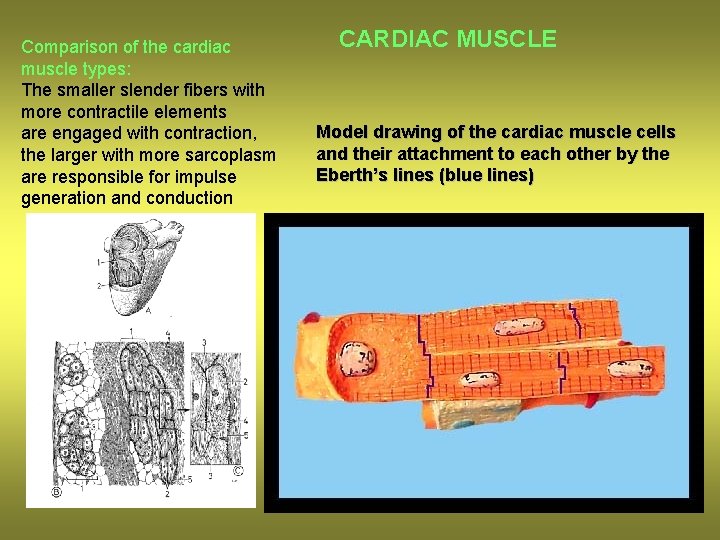 Comparison of the cardiac muscle types: The smaller slender fibers with more contractile elements