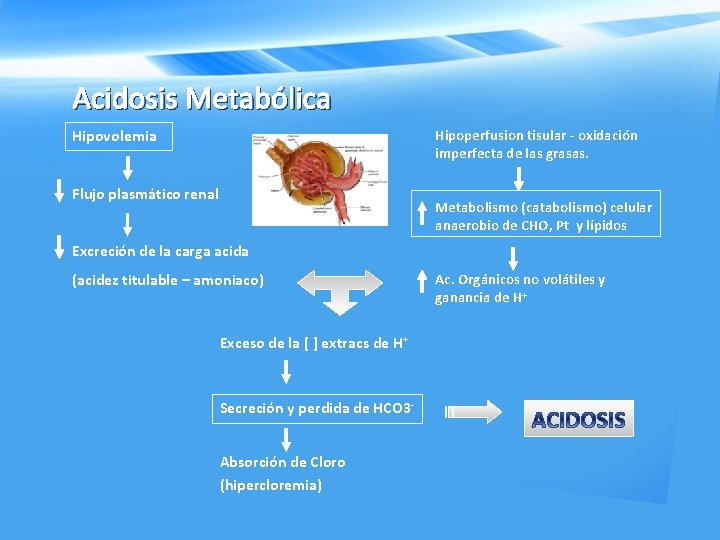 Acidosis Metabólica Hipovolemia Hipoperfusion tisular oxidación imperfecta de las grasas. Flujo plasmático renal Metabolismo