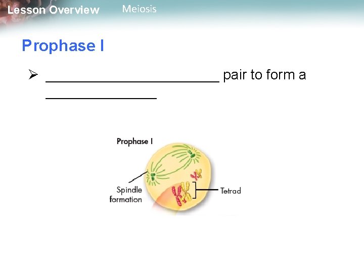 Lesson Overview Meiosis Prophase I Ø ___________ pair to form a _______ 
