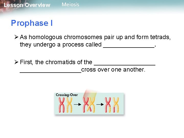 Lesson Overview Meiosis Prophase I Ø As homologous chromosomes pair up and form tetrads,