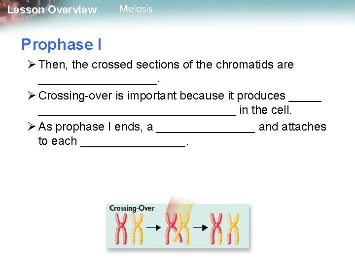 Lesson Overview Meiosis Prophase I Ø Then, the crossed sections of the chromatids are