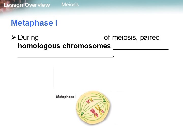 Lesson Overview Meiosis Metaphase I Ø During ________of meiosis, paired homologous chromosomes ___________________. 