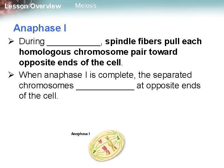 Lesson Overview Meiosis Anaphase I Ø During ______, spindle fibers pull each homologous chromosome
