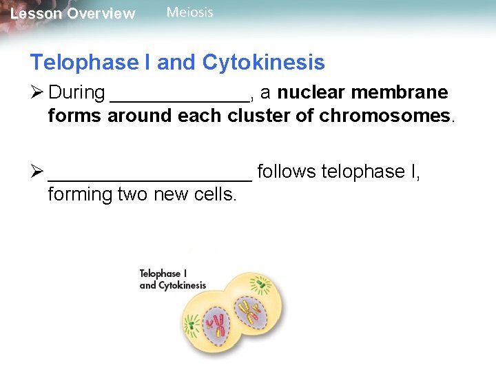 Lesson Overview Meiosis Telophase I and Cytokinesis Ø During _______, a nuclear membrane forms