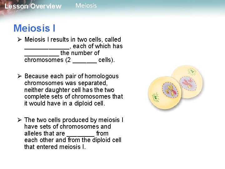 Lesson Overview Meiosis I Ø Meiosis I results in two cells, called _______, each