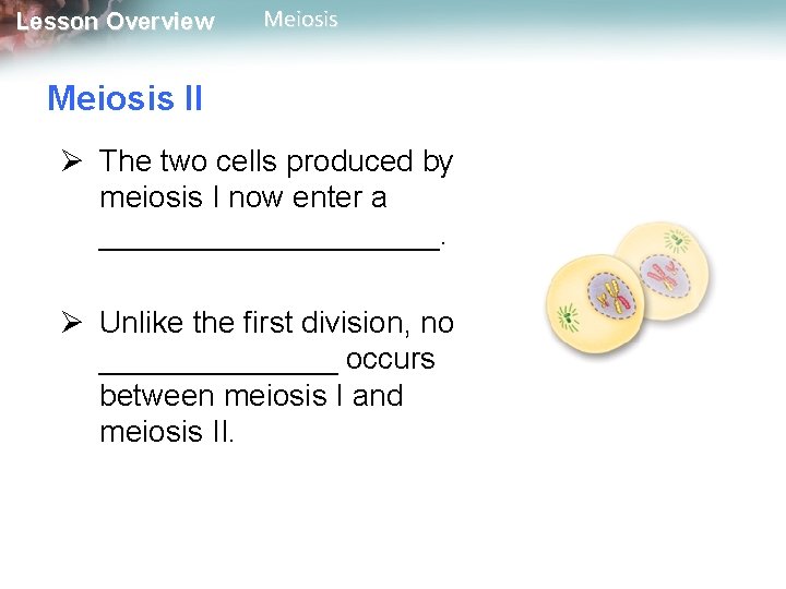 Lesson Overview Meiosis II Ø The two cells produced by meiosis I now enter